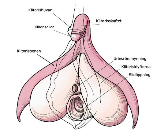kvinnliga klitoris den